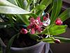 Onc. Twinkle soon to bloom!-010-jpg