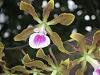 Is this an Encyclia Atropine?-encyclia-randii-jpg