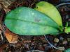 Phal. leaves with blotches one them. Bacterial?-dsc03835-jpg