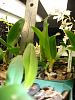 FYI: Carmela On-line Orchid show special open to all-siam-jade-1-jpg