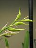 What kind is this orchid?-bllra-peggy-ruth-carpenter-morning-joy-buds-jpg