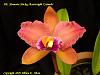 Blc. Mem. Mickey Boatwright 'Carmela'-blc-memoria-mickey-boatwright-carmela-1-jpg