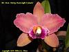 Blc. Mem. Mickey Boatwright 'Carmela'-blc-memoria-mickey-boatwright-carmela-3-jpg