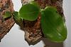 Questions about growing medium for phals-mounted-phalaenopsis-jpg