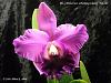 Blc. (Aloha Case x Hunting Island) 'Hawaii'-blc-aloha-hunting-island-hawaii-2-jpg