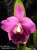 Blc. (Aloha Case x Hunting Island) 'Hawaii'-blc-aloha-hunting-island-hawaii-jpg