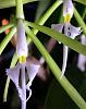 *sigh* so weak-willed ....-coilostylis-oerstedii-lip-jpg