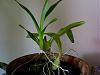 oncidium flexuosum care-photo-7-jpg