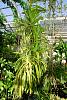Vanda Pachara Delight in bloom-brooklyn_botanic090901_29-jpg