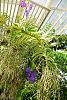 Vanda Pachara Delight in bloom-brooklyn_botanic090901_32-jpg