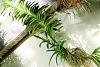 Vanda Pachara Delight in bloom-brooklyn_botanic090901_66-jpg