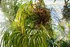 Vanda Pachara Delight in bloom-brooklyn_botanic090901_64-jpg