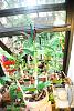 Vanda Pachara Delight in bloom-dsc_6846-jpg