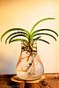 Vanda Pachara Delight in bloom-dsc_7813-jpg