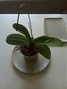 help with my phalaenopsis-img00758-jpg