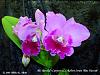 Blc. Ronald's Canyon x Lc. Robert Strait 'Blue Hawaii'-blc-ronalds-canyon-lc-robert-strait-blue-hawaii-jpg