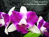 Lc. Purple Cascade 'Shiang Beauty'-lc-purple-cascade-shiang-beauty-jpg