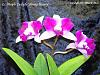 Lc. Purple Cascade 'Shiang Beauty'-lc-purple-cascade-shiang-beauty-2-jpg