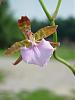 Lemboglossum/Odontoglossum bictoniense-closer-jpg