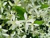 As summer winds down in West Central Illinois...-clematis-paniculatum-sweet-autumn-jpg