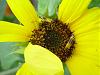 As summer winds down in West Central Illinois...-sunflower-bugs-jpg