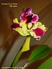 Pot. Sweet Norma 'Hilo Flame'-potinaria-sweet-norma-hilo-flame-jpg