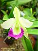 Blc. Hawaii Stars 'Pink Lace'-blc-hawaii-stars-pink-lace-jpg