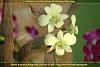 Orchids in Thailand ( North-East )-dsc_5126-orchid-web-jpg