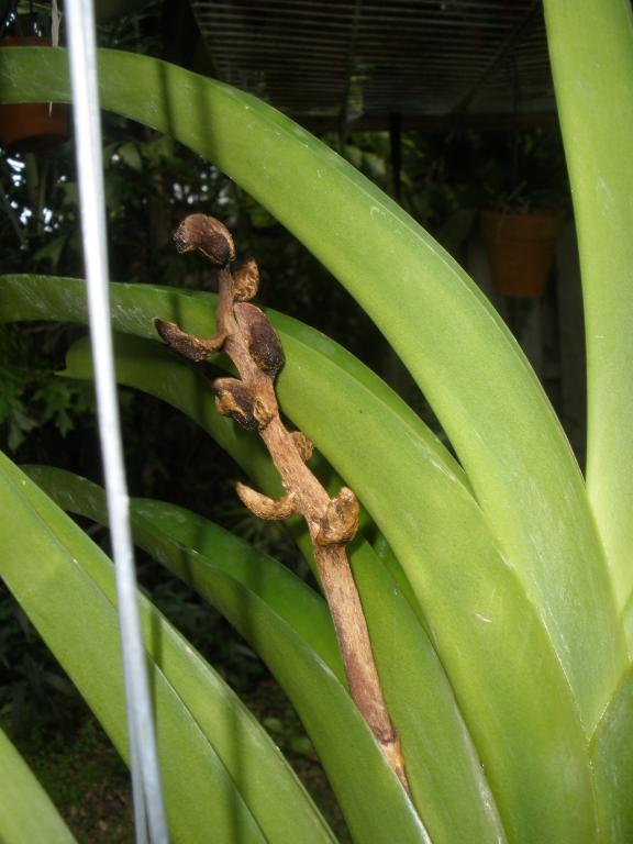 Vanda bud blast - Orchid Board - Most Complete Orchid Forum on the web !