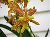 Burrageara Kilauea 'Pacific Harvest'-flower09-jpg