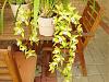 new orchids-green-jpg