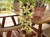 new orchids-lill2-jpg