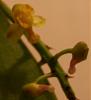 Pomatocalpa spicata and Robiquetia succisa blooms-robiquetia-succisa-2-jpg
