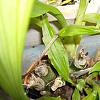 Brown tips on Phcal (Phaiocalanthe) &amp; Ground Orchids-phcal-tips-cut-jpg