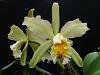 C. forbesii x Blc. Mem. Helen Brown-dscf0367-jpg