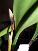 Bulbophyllum carunculatum spike question-p1030979-jpg