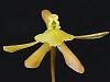 2010 OrchidBoard Calendar Contest-epidendrum-conopseum-jpg