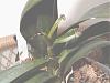 Phalaenopsis new growth dying-p1010150a-jpg