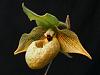 2010 OrchidBoard Calendar Contest-paph-malipoense-jpg