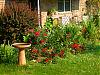 Garden stuff-dscn2321-jpg