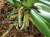 Phalaenopsis:  Roots Turned Black after Repotting-orchid-roots-014-jpg