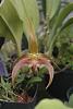 Bulbophyllum Maui Girl (Bulbophyllum Jersey x Bulbophyllum lobbii)-img_3326-jpg