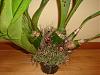 Need help on Grammatophyllum-dsc00346-jpg