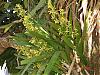 Encyclia odoratissima-dsc04279-jpg