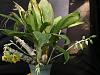 Catasetum macrocarxtapriceps :)-2009_10180070-jpg