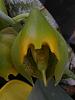 Catasetum macrocarxtapriceps :)-2009_10180067-jpg