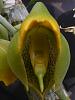 Catasetum macrocarxtapriceps :)-2009_10180068-jpg