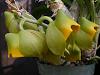 Catasetum macrocarxtapriceps :)-2009_10180071-jpg