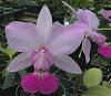 Cattleya walkeriana var. flammea 'Tokutsu' - Variable Flowers-tokutsu-2-ob-jpg