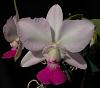 Cattleya walkeriana var. flammea 'Tokutsu' - Variable Flowers-tokutsu-exc-flare-ob-jpg